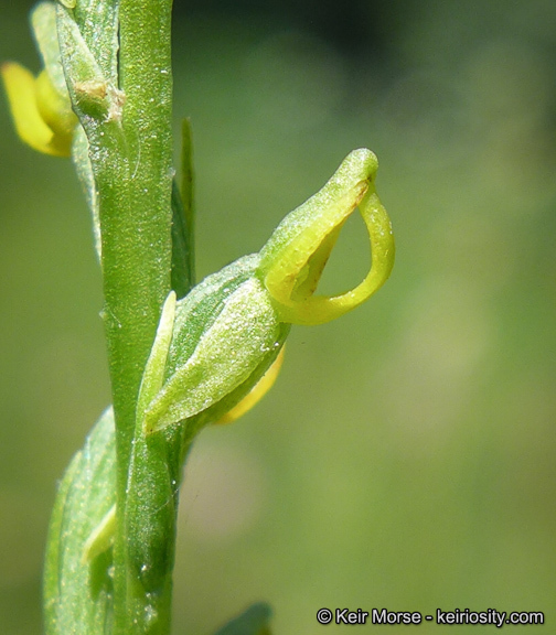 Image of Yosemite bog orchid