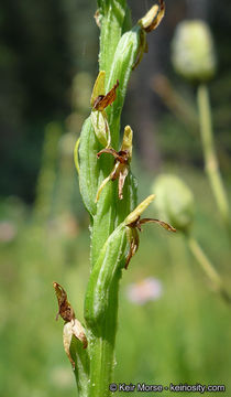 Image of Yosemite bog orchid