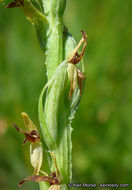 Image of Yosemite bog orchid