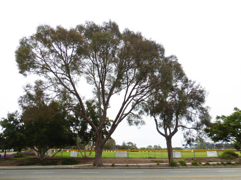 Image of Eucalyptus nicholii Maiden & Blakely