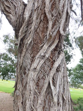 Image of Eucalyptus nicholii Maiden & Blakely