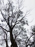 Image of Eucalyptus nicholii Maiden & Blakely