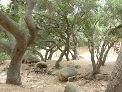 Imagem de Quercus agrifolia Née