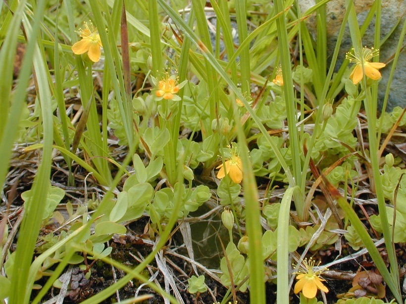 Image de Hypericum anagalloides Cham. & Schltdl.