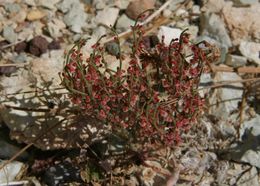 Imagem de Eriogonum nidularium Coville