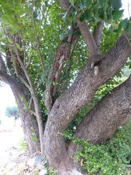 Image of Griselinia littoralis (Raoul) Raoul