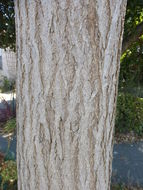 Image of Japanese pagoda tree