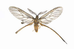 Image of Himantopterus