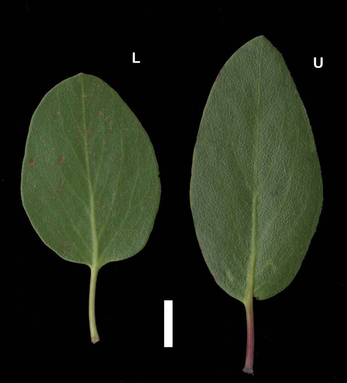 Imagem de Arctostaphylos patula Greene