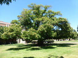 Image of American chestnut