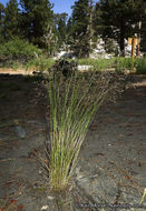 Image of Idaho bentgrass