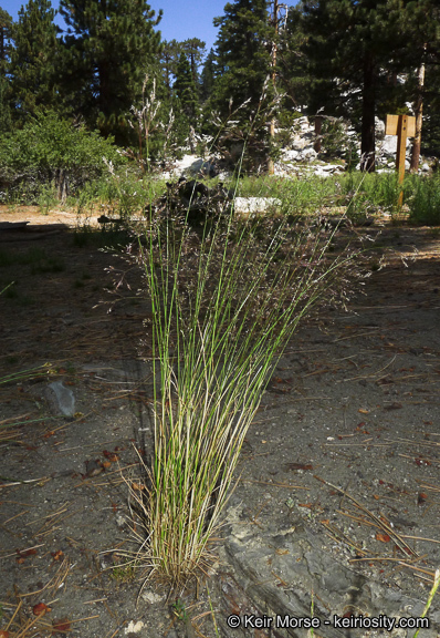 Imagem de Agrostis idahoensis Nash