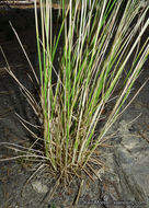 Imagem de Agrostis idahoensis Nash