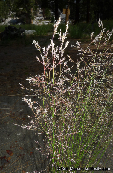 Imagem de Agrostis idahoensis Nash
