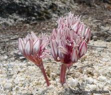 Image of Burlew's onion