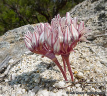 Image of Burlew's onion