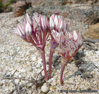 Image of Burlew's onion