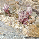 Allium burlewii Davidson resmi