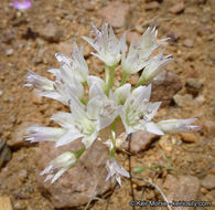 Allium parryi S. Watson的圖片