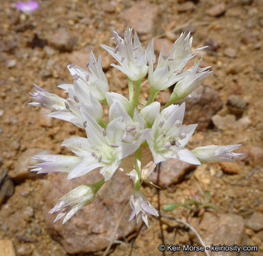 Allium parryi S. Watson的圖片