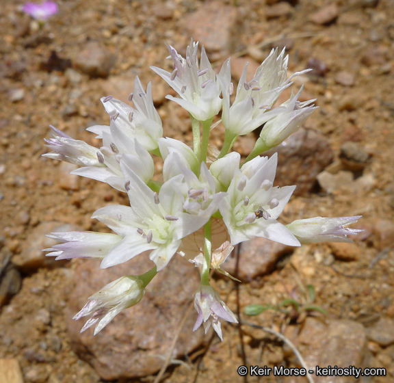 Allium parryi S. Watson的圖片