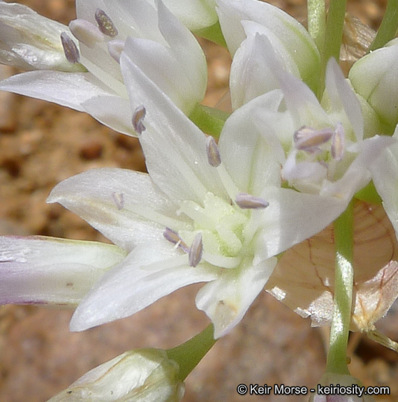 Allium parryi S. Watson的圖片