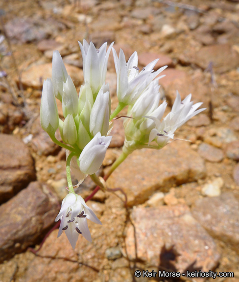 Allium parryi S. Watson的圖片