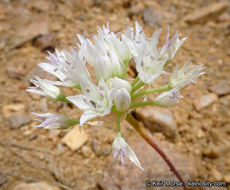 Allium parryi S. Watson的圖片