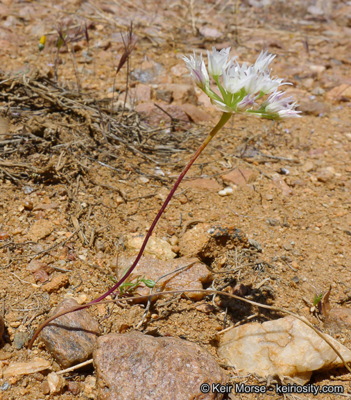 Allium parryi S. Watson的圖片