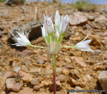 Allium parryi S. Watson的圖片