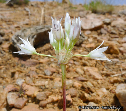 Allium parryi S. Watson的圖片