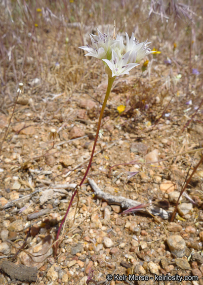 Allium parryi S. Watson的圖片