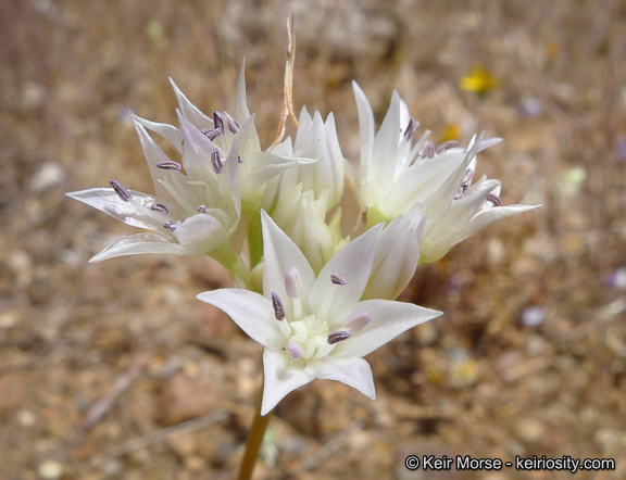 Allium parryi S. Watson的圖片