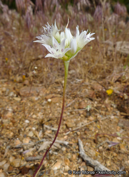 Allium parryi S. Watson的圖片