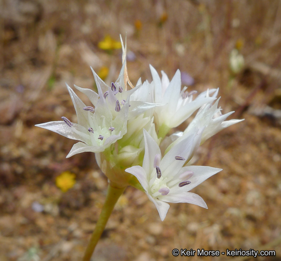 Allium parryi S. Watson的圖片