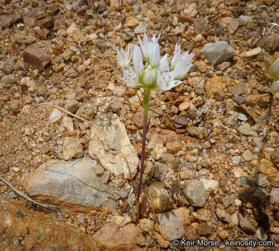 Allium parryi S. Watson的圖片