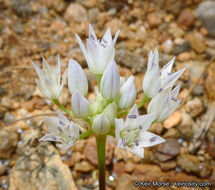 Allium parryi S. Watson的圖片