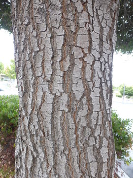 Image of Southern Live Oak