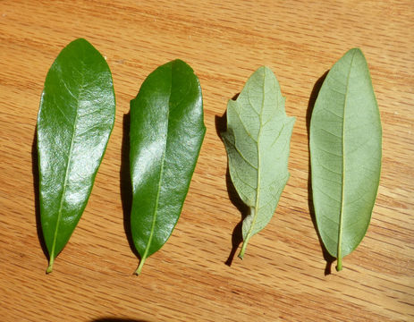 Image of Southern Live Oak