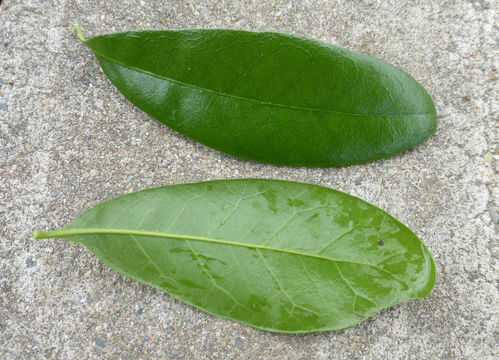 Image of Southern Live Oak