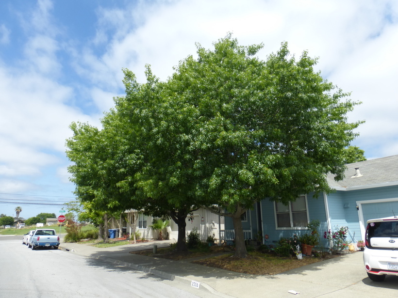 Image of Pin Oak