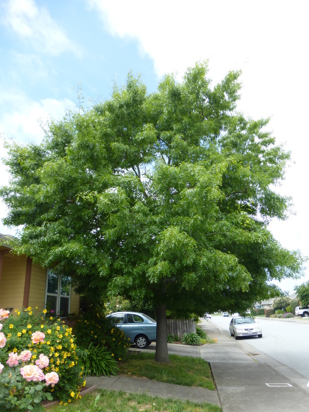 Image of Pin Oak