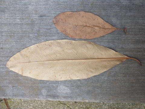 Image of Southern Live Oak