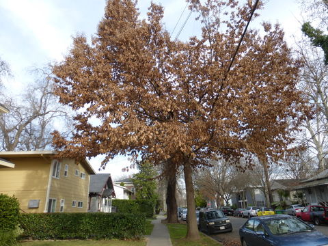 Image of Southern Live Oak