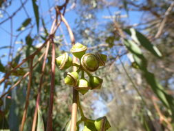 Imagem de Eucalyptus camaldulensis Dehnh.