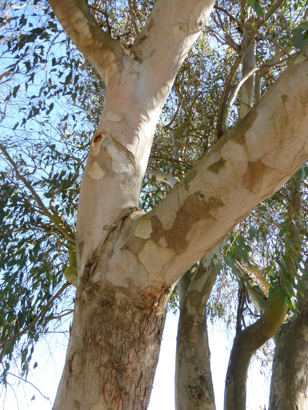 Imagem de Eucalyptus camaldulensis Dehnh.