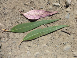 Imagem de Eucalyptus camaldulensis Dehnh.