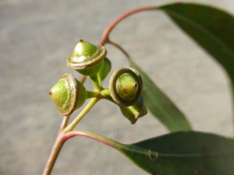 Image of river redgum