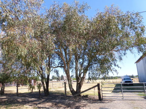 Image of river redgum