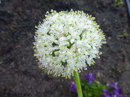 Image of garden onion